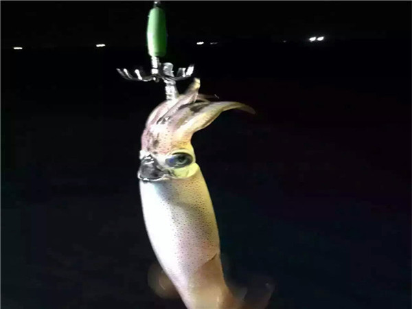 深圳夜钓吹筒时间为什么说五六月是夜钓吹筒最好时节